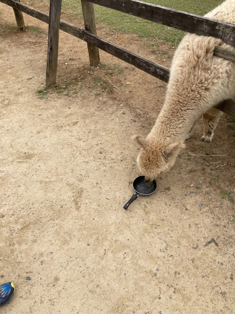 アルパカとエサの入ったフライパン