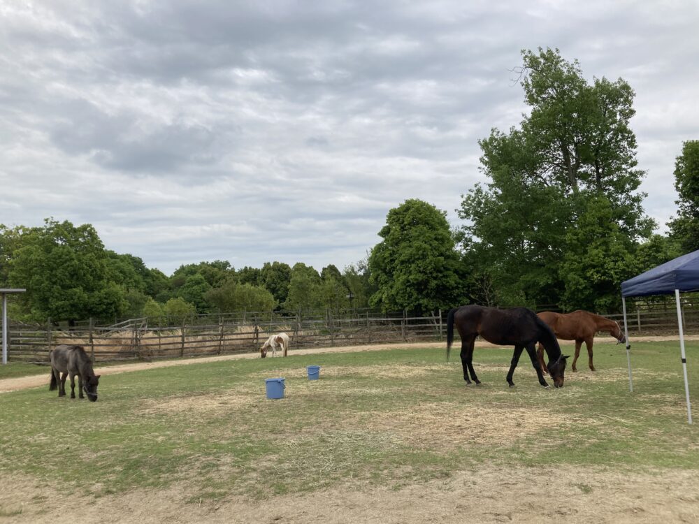 4頭の馬