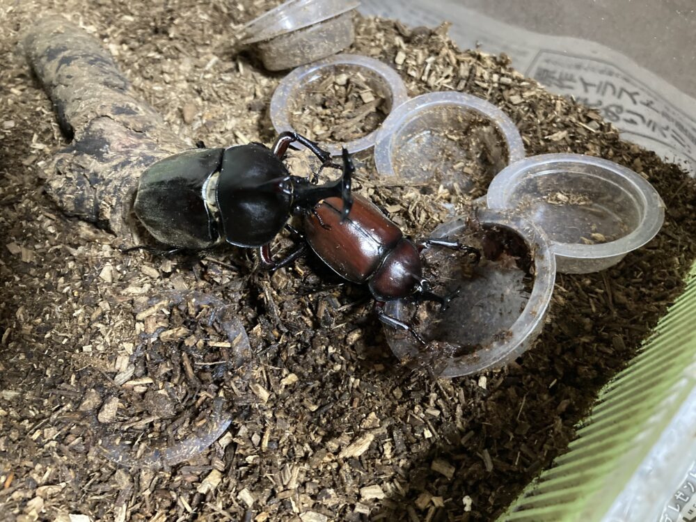 2匹のカブトムシのオス